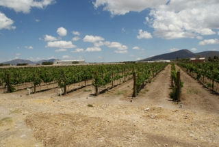 Campos de la hacienda